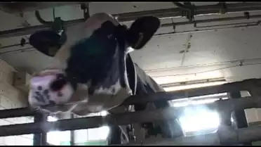Du lait, mais à quel prix pour les vaches ?