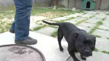 Des chèvres en fête!