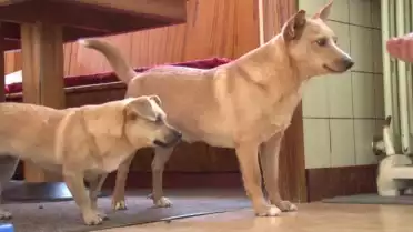 Des chiens, des chats et des poules à adopter