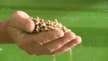 Création d&#039;une société de conditionnement de céréales