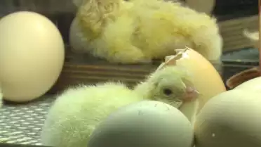 Les poussins au Musée d’histoire naturelle de Fribourg