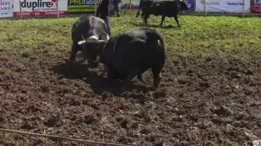Combat de reines à Villarlod