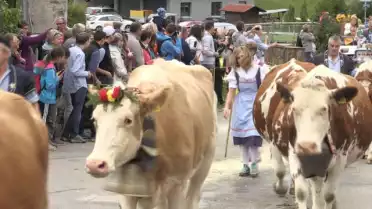Désalpe à Albeuve, une tradition