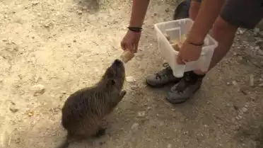 Passez une heure avec un soigneur du zoo de la Garenne