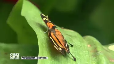 La Télé prend son envol au Papiliorama de Chiètres