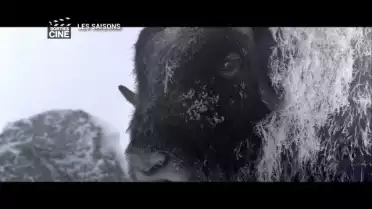 &quot;Les Saisons&quot; un film documentaire immersif