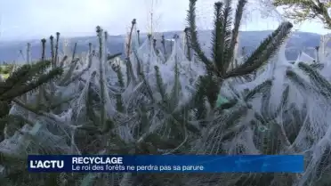 Des sapins réutilisables