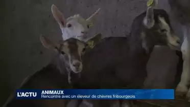 Rencontre avec un éleveur de chèvres fribourgeois