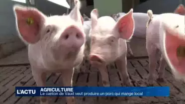 Le canton de Vaud veut produire un porc qui mange local