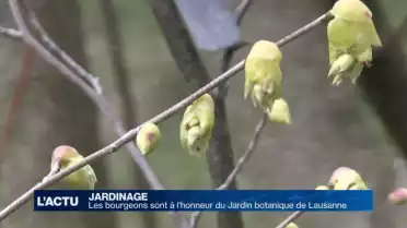Les bourgeons à l'honneur au Jardin botanique de Lausanne