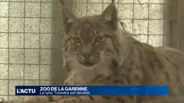 Le lynx du zoo de la Garenne est décédé