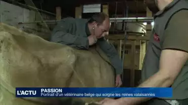 Un Belge tombe amoureux du Valais et de ses vaches
