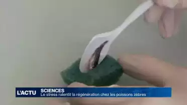 Le stress ralentit la régénération chez les poissons zèbres