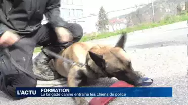 Les chiens de police parés à toute épreuve !