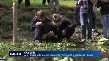 Des élèves observent l&#039;évolution des grenouilles rousses