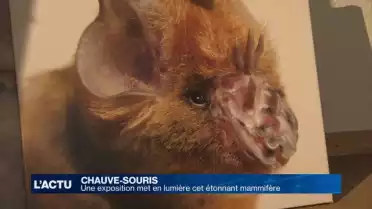 Une exposition met en lumière les chauves-souris