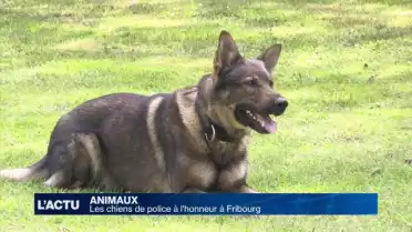 Le policier et son chien, un duo inséparable