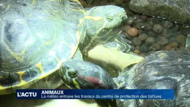 Les tortues aiment l'eau, les chantiers moins