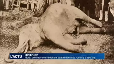 Morat célèbre son éléphant mort il y a 150 ans