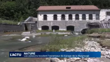 Les poissons montent mais ne descendent pas à la Maigrauge