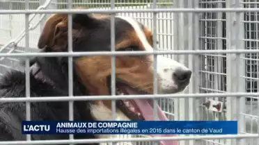 Les importations illégales d&#039;animaux en hausse