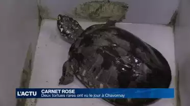 Deux tortues rares ont vu le jour à Chavornay (VD)