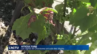 Les vignes de Chardonne (VD) ont subi des dégâts
