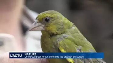 Un cursus pour mieux connaître les oiseaux de Suisse