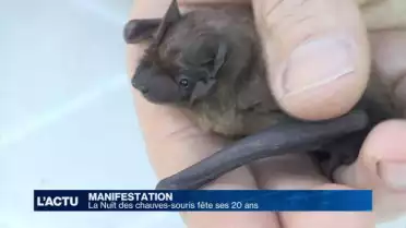 La Nuit des chauves-souris fête ses 20 ans