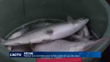 Retour à la normale pour la féra dans le Lac de Joux