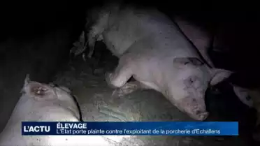 Deux porcheries du Gros-de-Vaud jugées non conformes