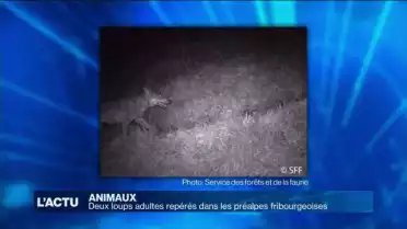 Deux loups adultes repérés dans les préalpes fribourgeoises