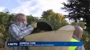 Des vendanges de plus en plus féminines