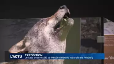 Le loup s&#039;installe au musée d&#039;histoire naturelle à Fribourg