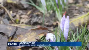 La saison du safran local est ouverte