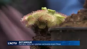 Dernière visite aux plantes carnivores avant l&#039;hiver