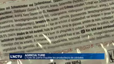 L&#039;huile de palme inquiète les producteurs de céréales