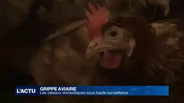 Grippe aviaire: les oiseaux domestiques en quarantaine