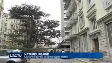 Lausanne dévoile ses plus beaux arbres