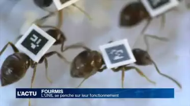 L&#039;UNIL se penche sur le fonctionnement des fourmis