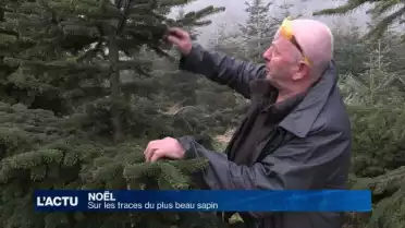 Sur les traces du plus beau sapin de Noël