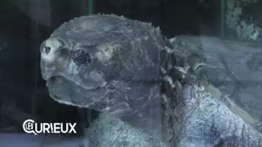 A Chavornay, les tortues sont à l&#039;étroit dans leur carapace