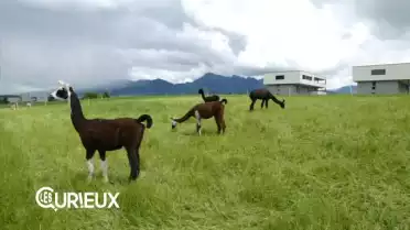 Des lamas au cœur de la Gruyère