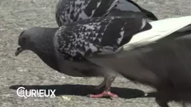 Grand luxe pour les pigeons lausannois