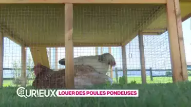 Location de poules pondeuses