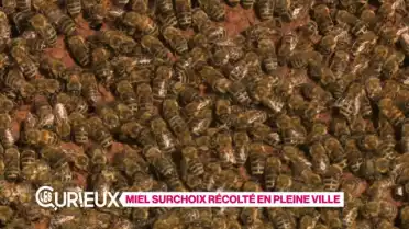 Un miel Surchoix récolté en pleine ville