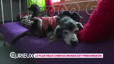 Le plus vieux chien du monde est fribourgeois
