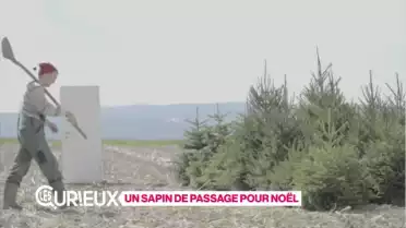 Un sapin de passage pour Noël