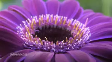 Le Chablais, roi des fleurs