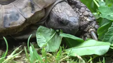 Les tortues de Chavornay